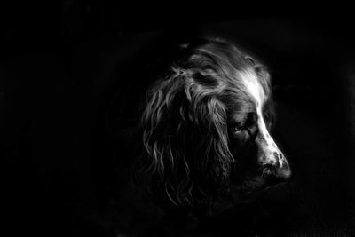 Close-up of a dog over black background