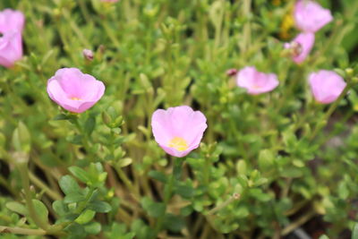 Close-up of pink flowering plant