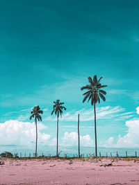 Palm trees on beach against blue sky