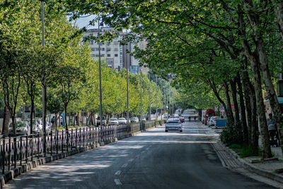 Cars on road amidst trees in city