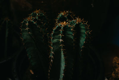 Close-up of succulent plant on field