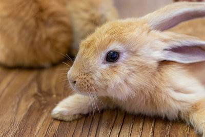 Close-up of a rabbit