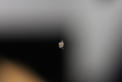 Close-up of spider