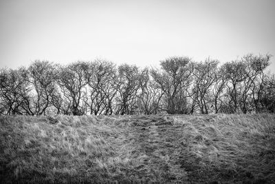 Trees on field against clear sky