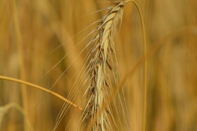 Close-up of stalk against blurred background