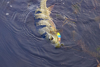 High angle view of duck swimming in lake