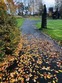 Autumn leaves falling on footpath in park