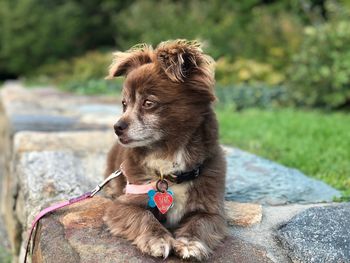 Dog looking away while sitting outdoors