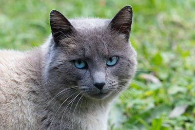 Close-up portrait of a cat