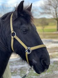 Close-up of black horse in field