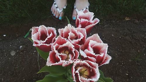 Close-up of red flowers