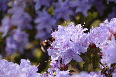 Close-up of bee pollinating on purple flower