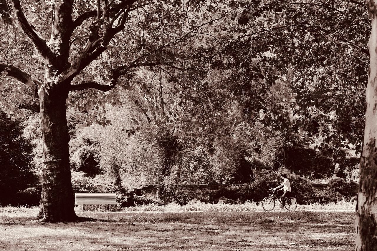 VIEW OF A TREE IN FIELD