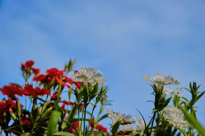 Low angle view of flowering plants against blue sky