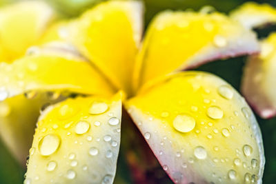 Close-up of wet yellow flower