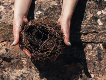 Female hands holding a fragile empty bird's nest,  on sunny day. idea of empty nest syndrome.