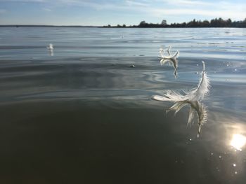 Close-up of feathers floating on lake