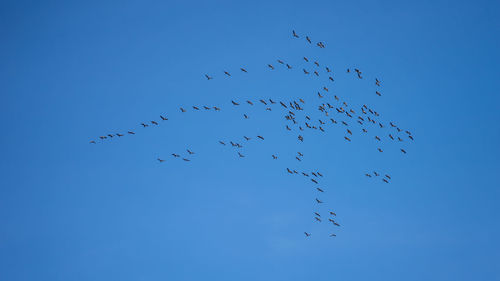 Low angle view of birds flying in sky