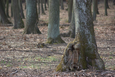 Tree trunk on field in forest