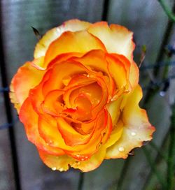 Close-up of rose