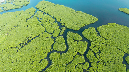 High angle view of leaf on land