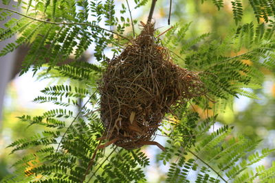 Low angle view of pine tree