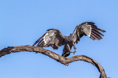 Low angle view of eagle flying against clear blue sky