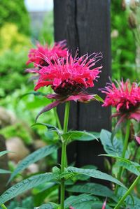 Close-up of pink flower blooming outdoors