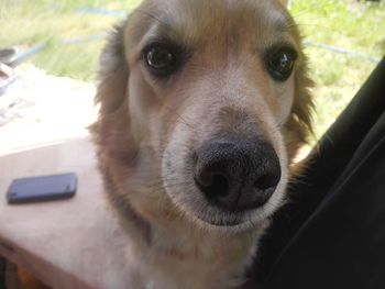 Close-up portrait of dog