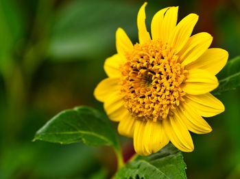 Close-up of yellow flower