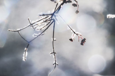 Close-up of twig against sky