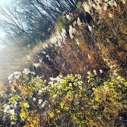 Plant growing on white background