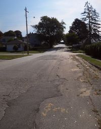 Surface level of road along trees