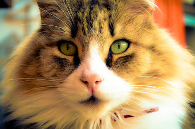 Close-up portrait of cat