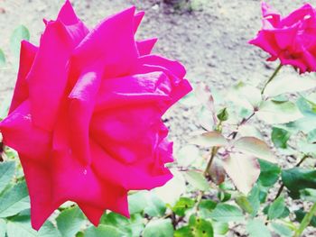 Close-up of pink rose blooming outdoors