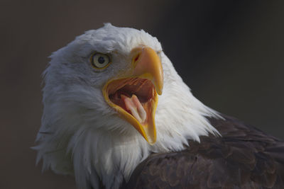 Close-up of eagle