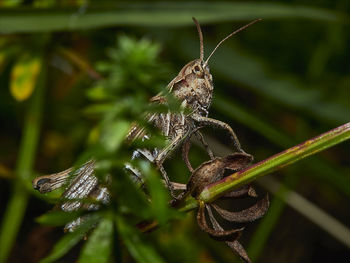 Close-up of insect on leaf