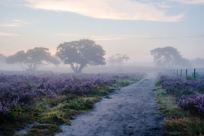 Scenic view of grassy field against sky during foggy weather