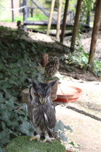 View of dead bird on land