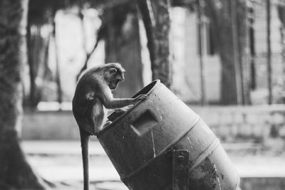 Close-up of monkey on tree