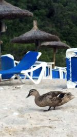 Close-up of birds on beach