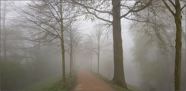 Road amidst trees in forest during foggy weather