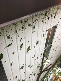 Close-up of white flowers on wall