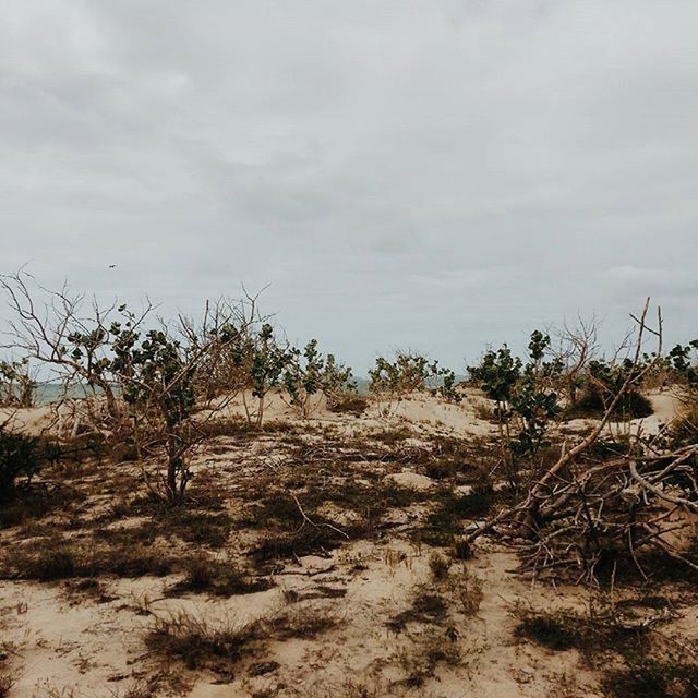 sky, tranquility, plant, landscape, field, nature, growth, cloud - sky, dry, tranquil scene, agriculture, sand, day, rural scene, cloud, cloudy, no people, outdoors, dirt, beauty in nature