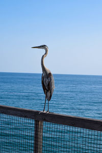 Gray heron perching on railing against sea