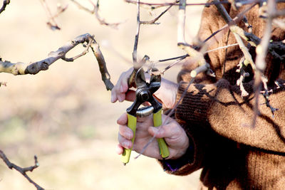 Midsection of person cutting branch