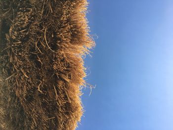 Low angle view of hay on field against clear blue sky