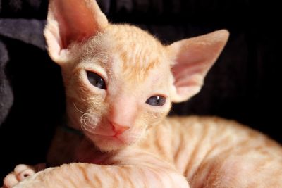 Close-up portrait of a cat