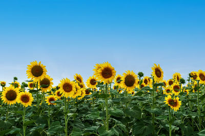 Close-up of yellow flowering plants against clear blue sky