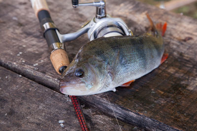 High angle view of fish on wood